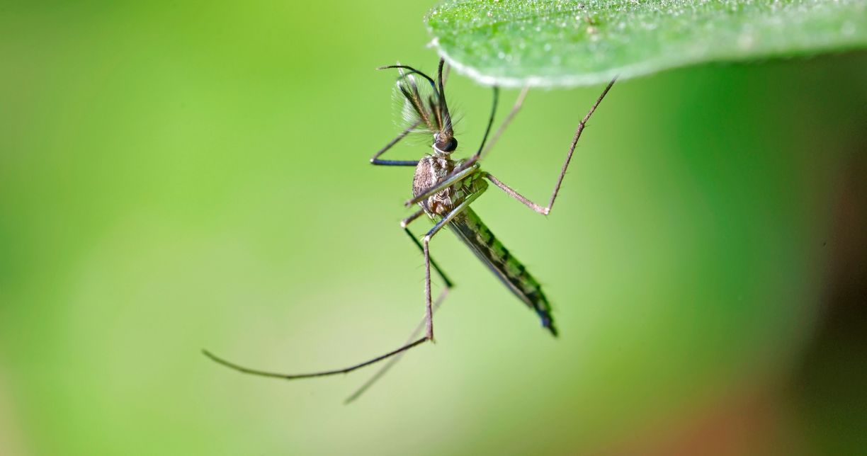 Muỗi đực ăn gì để sống?