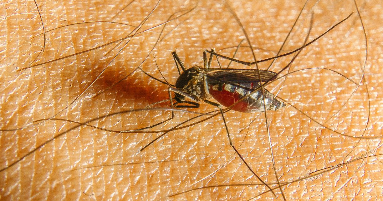 Muỗi Vằn Aedes Aegypti