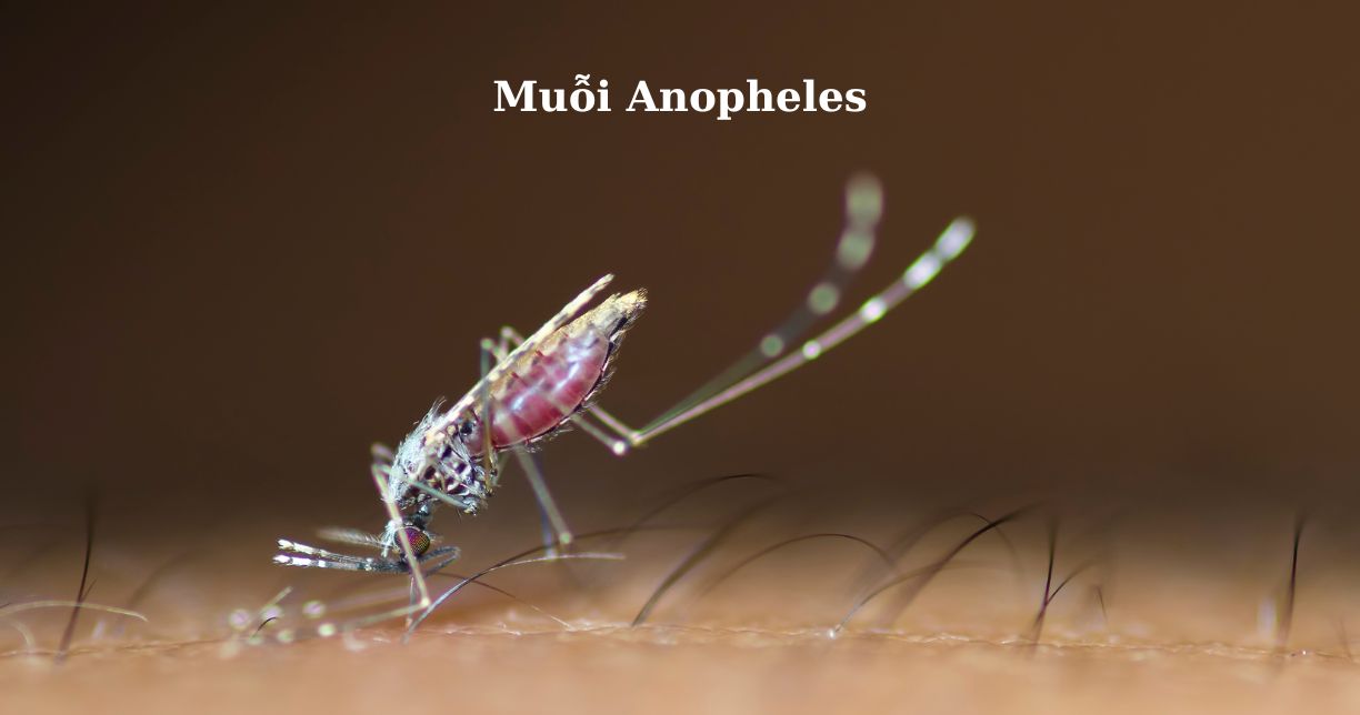 Muỗi Anopheles