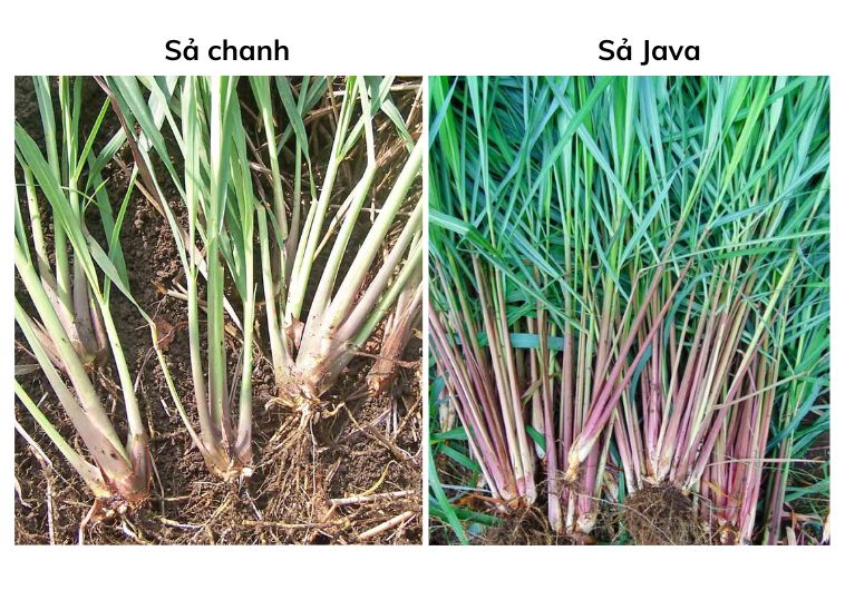 Sả Chanh và Sả Java