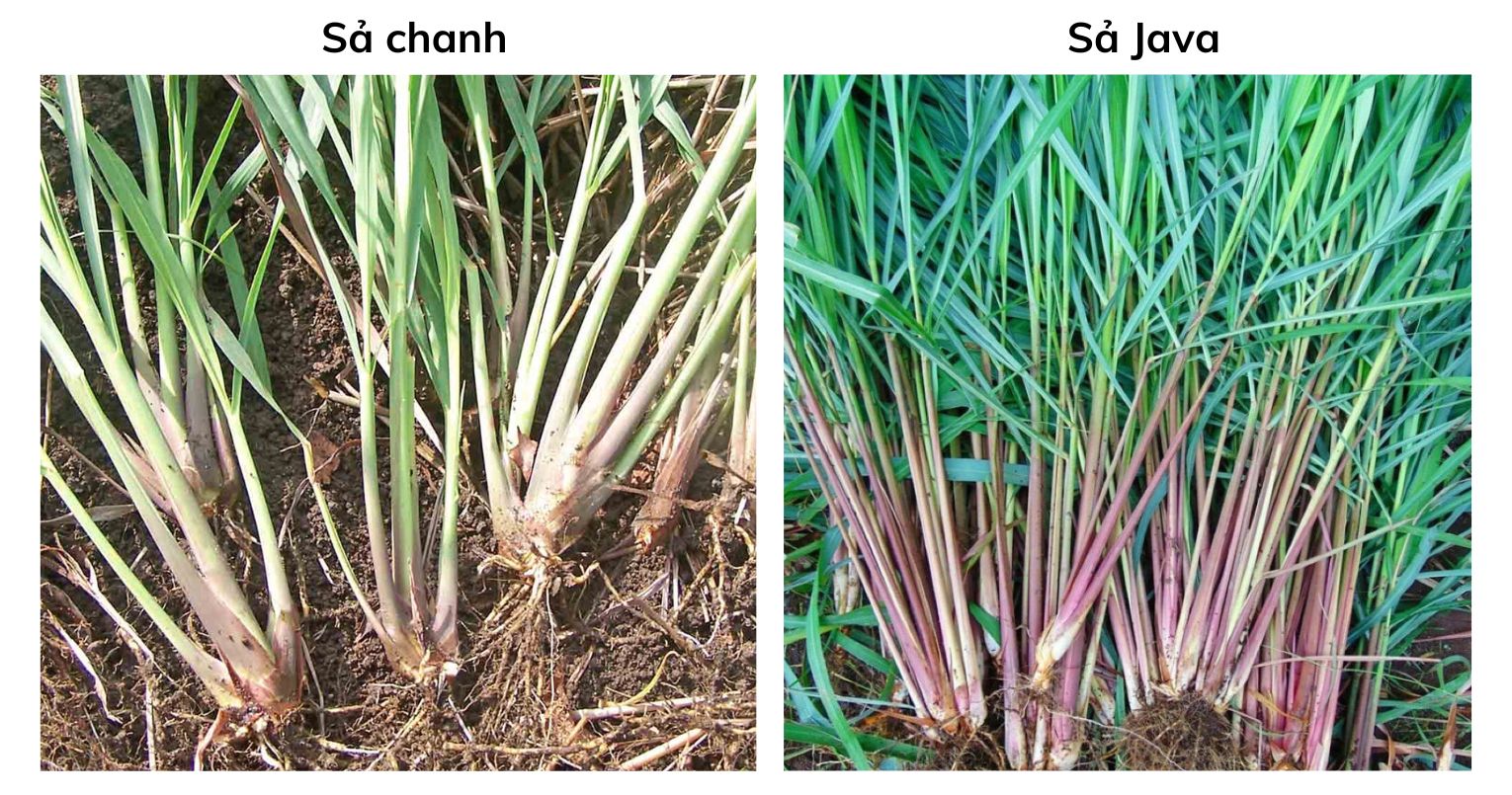 Sả Chanh và Sả Java