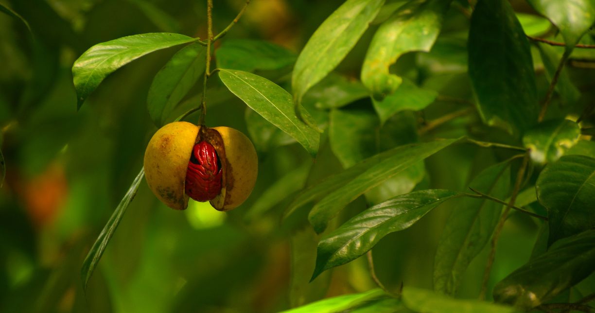 Nutmeg Là Quả Gì?