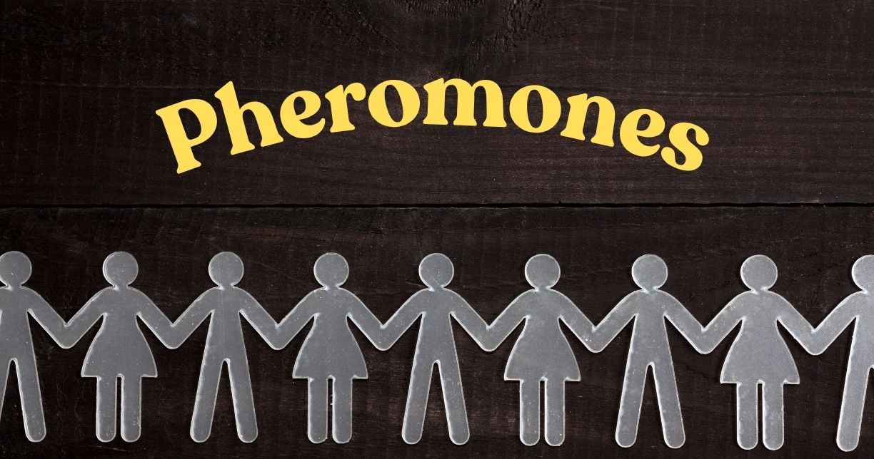 Con Người Có Pheromone Không?