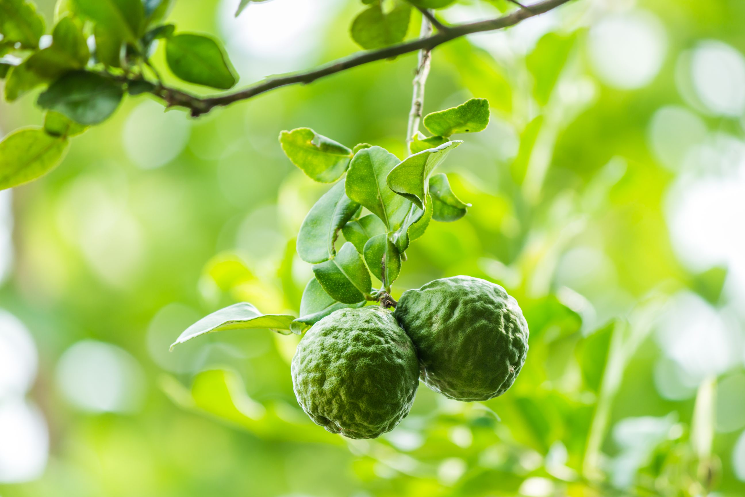 Quả cam hương lúc còn non