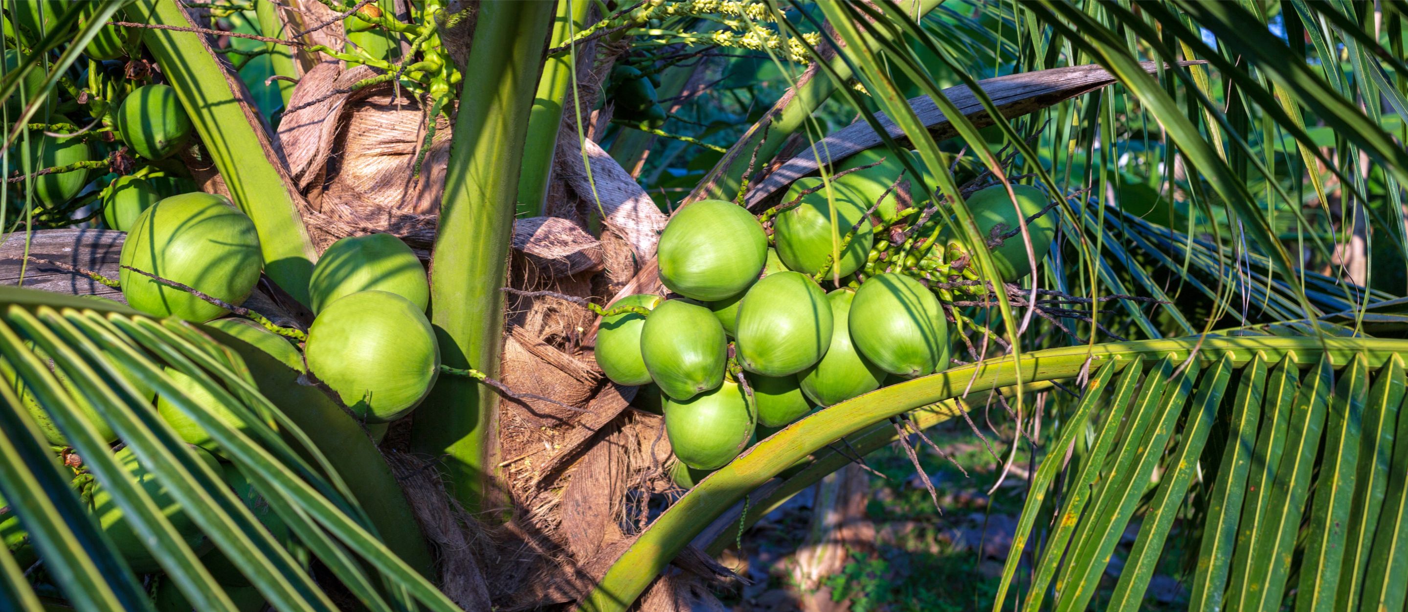 Cây dừa trĩu quả