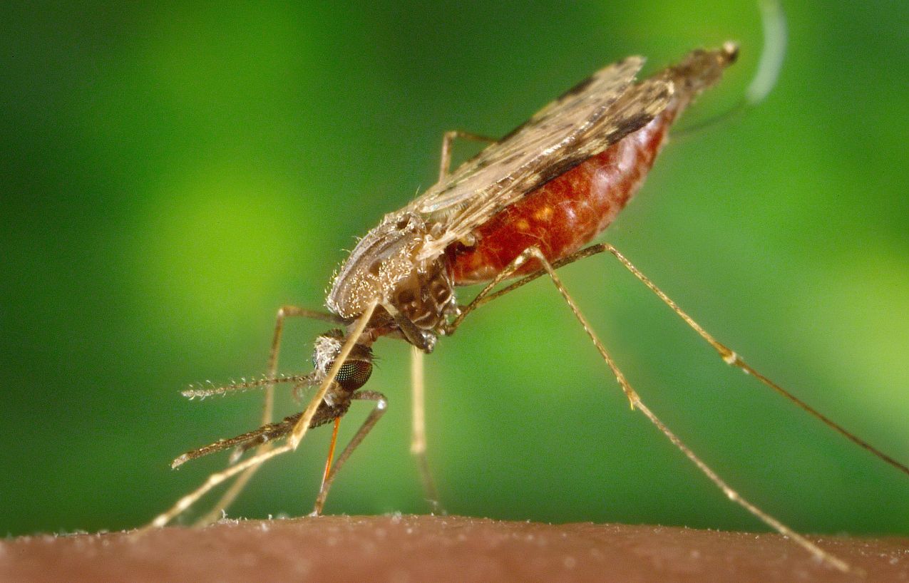Muỗi Anopheles