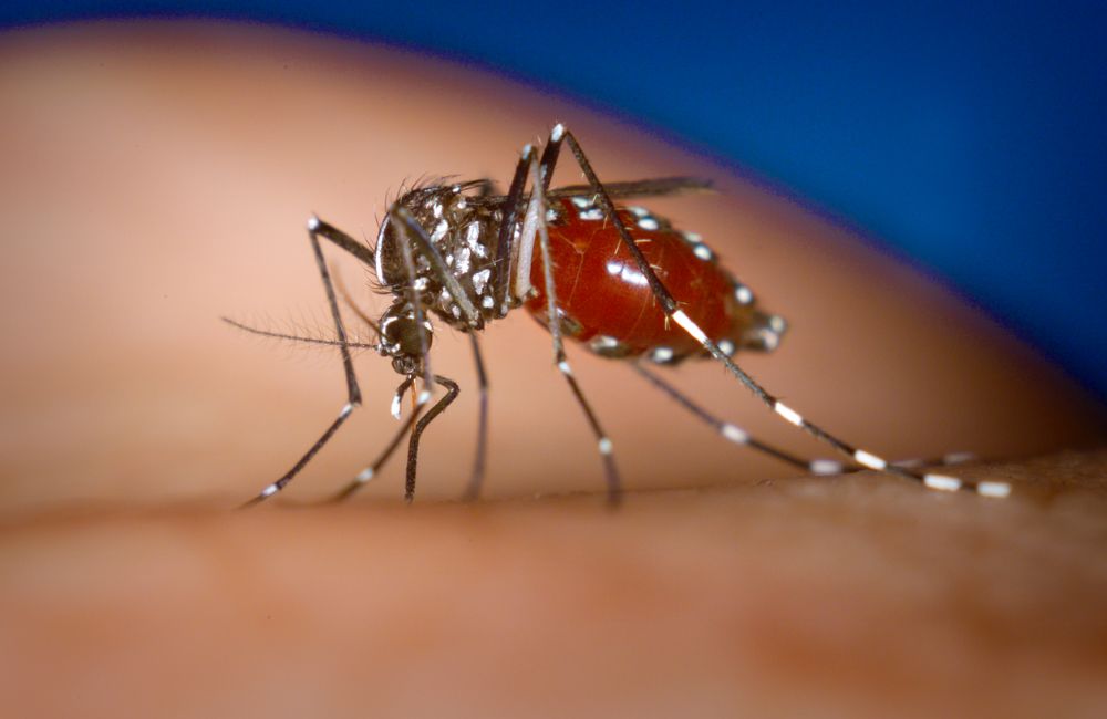 Muỗi vằn gây bệnh sốt xuất huyết