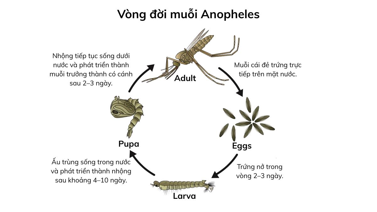 Vòng đời muỗi Anopheles