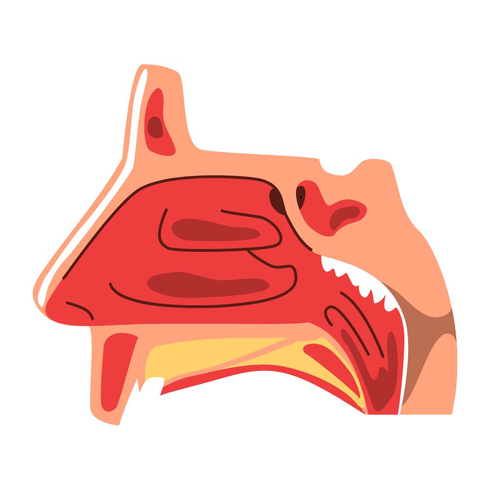 Cấu trúc của mũi