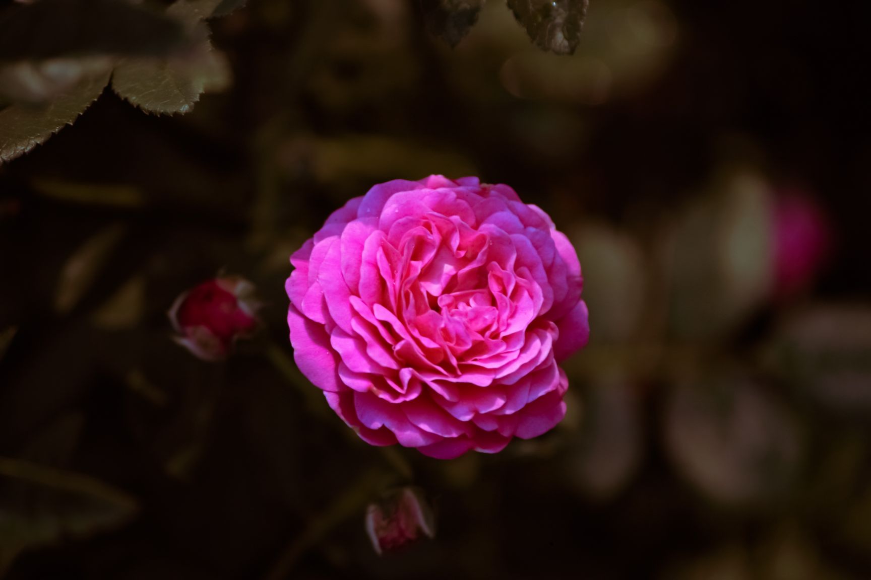 Hoa hồng Damascena