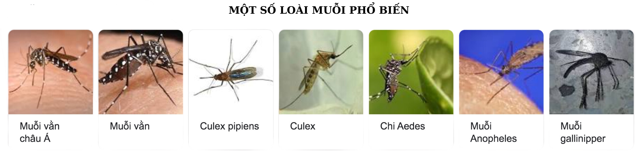 Một số loài muỗi phổ biến