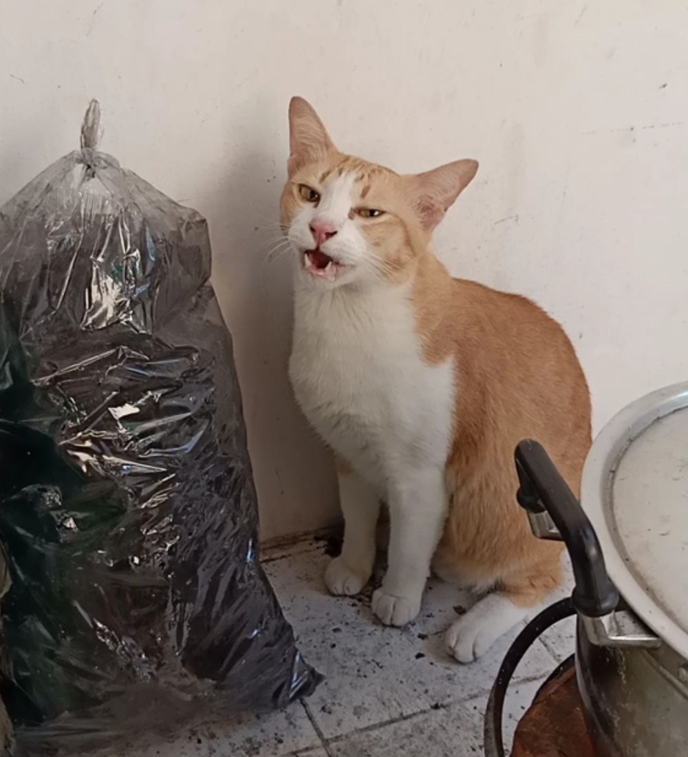 Mèo đánh hơi pheromone