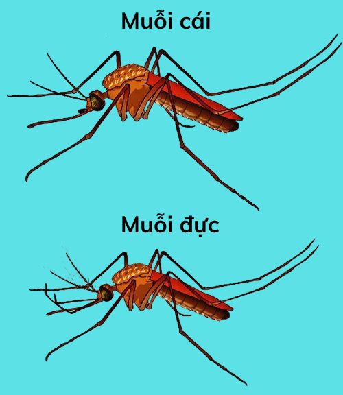 Muỗi cái và muỗi đực