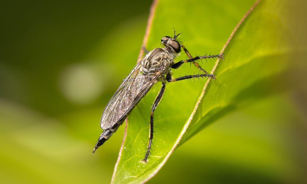 Muỗi đực hút nhựa cây