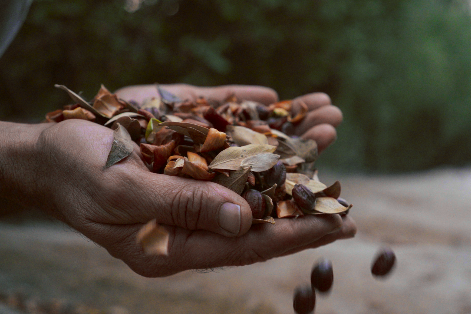 Quả jojoba