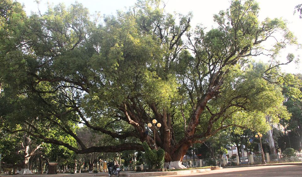 Cây long não tại Biệt điện Bảo Đại