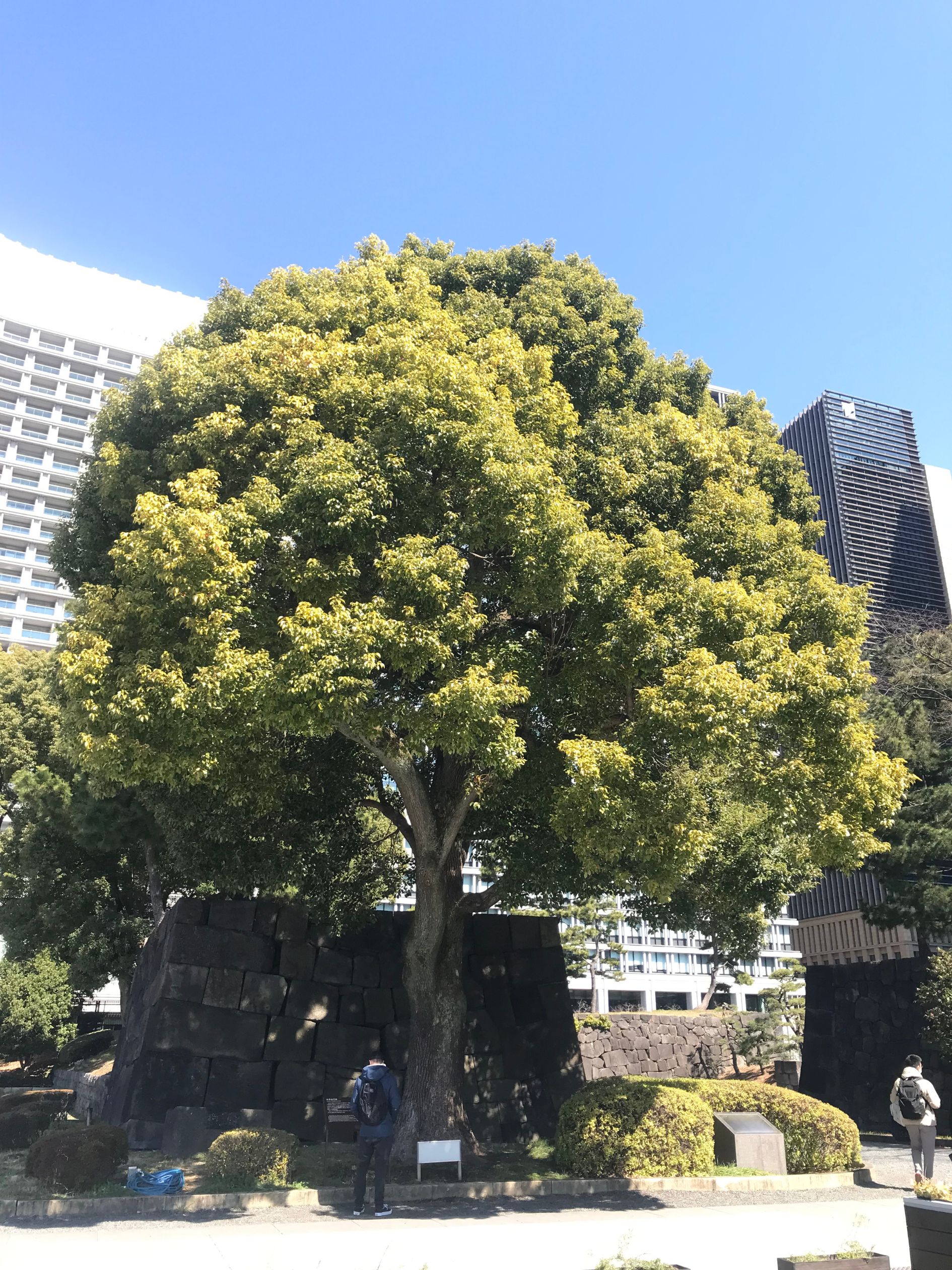 Cây long não cổ thụ