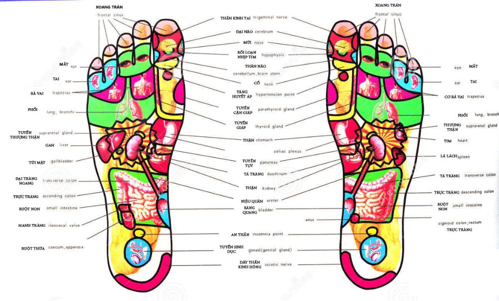 Sơ đồ huyệt bàn chân
