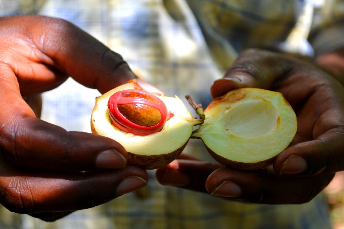 Quả nhục đấu khấu tươi