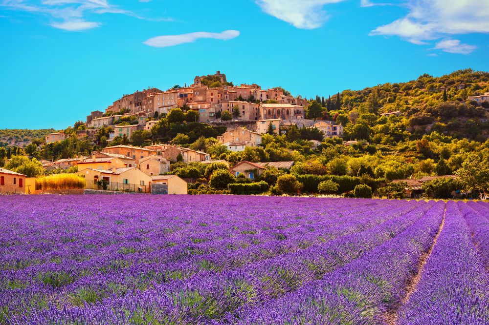 Cánh đồng hoa Lavadin Grosso tại Provence nước Pháp