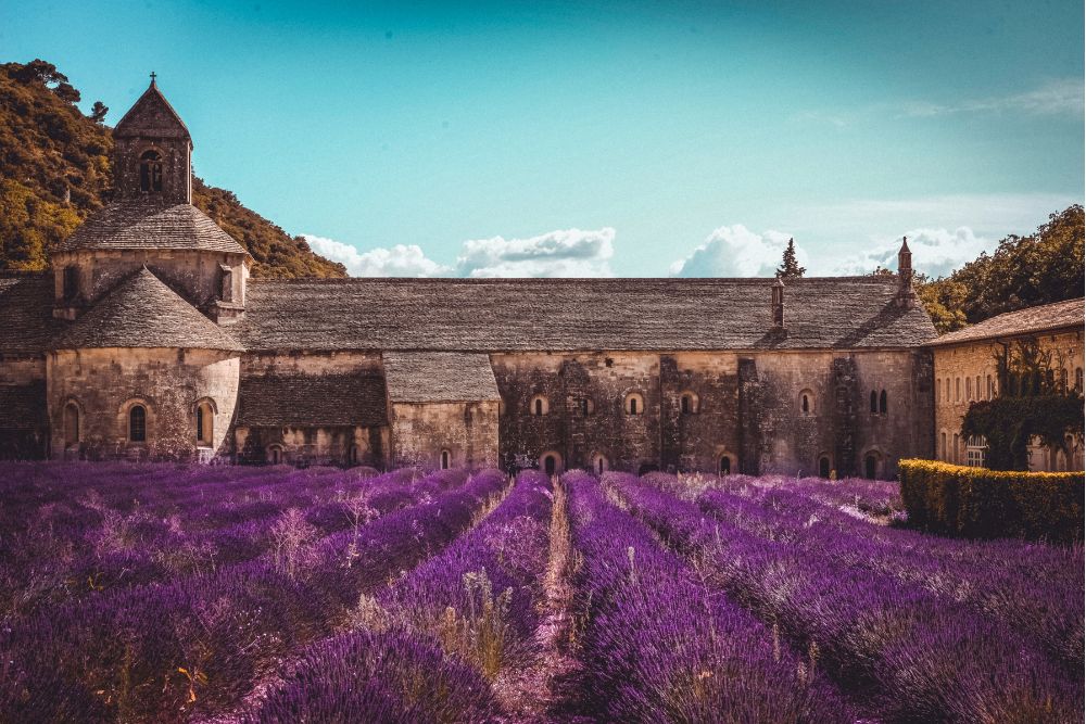 Hoa lavender tại Provence