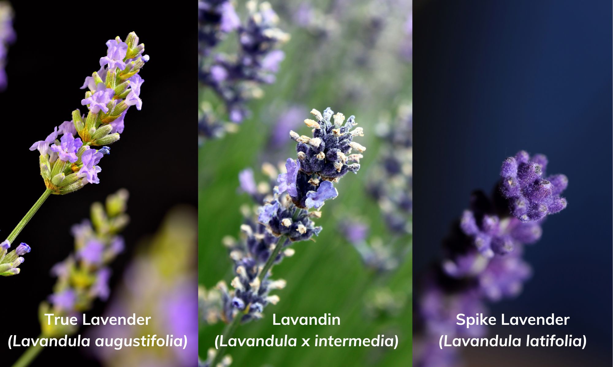 Lavender và Lavandin