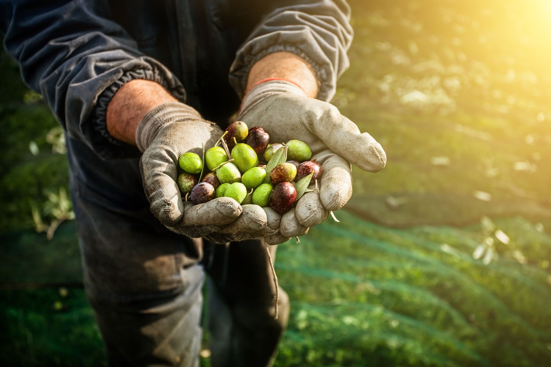 Quả Olive
