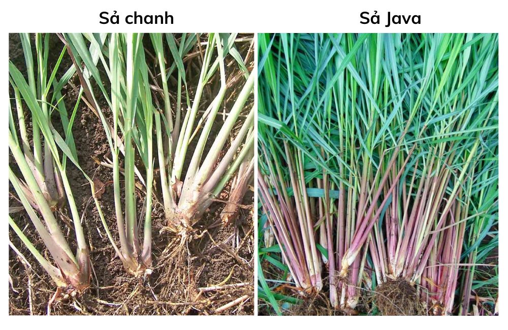 Sả chanh và Sả Java