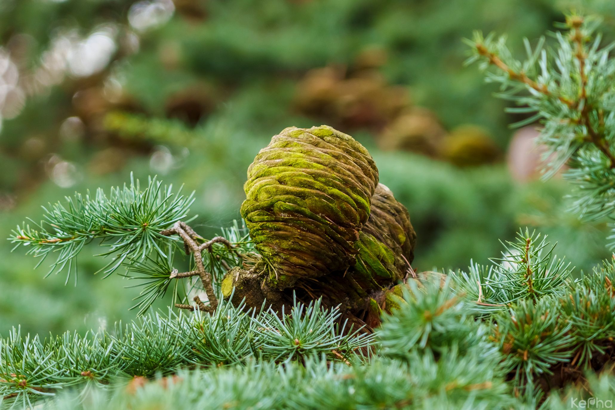 Cedrus deodara